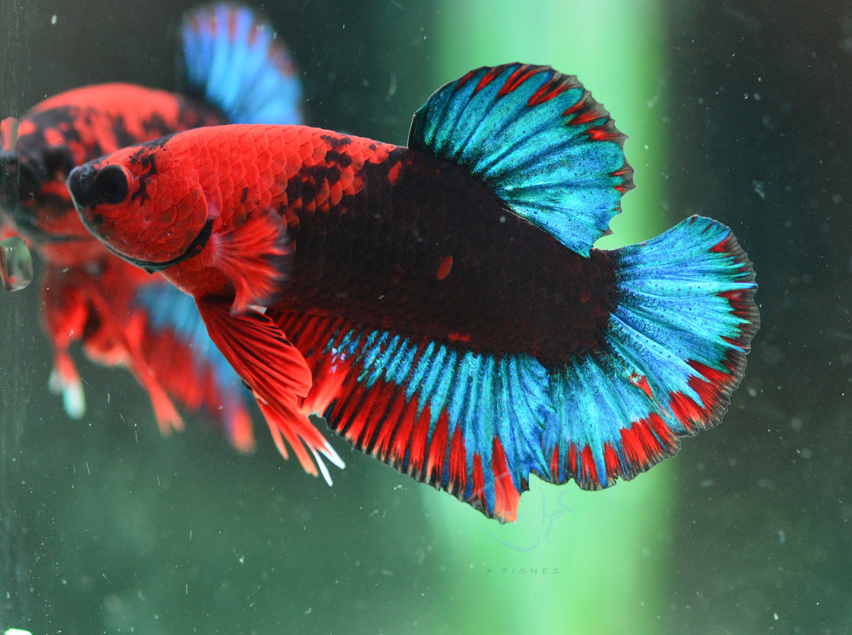 Black Base Hellboy HMPK Male