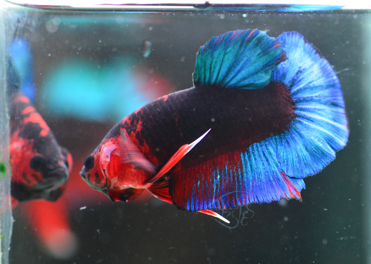 Black Base Hellboy HMPK Male