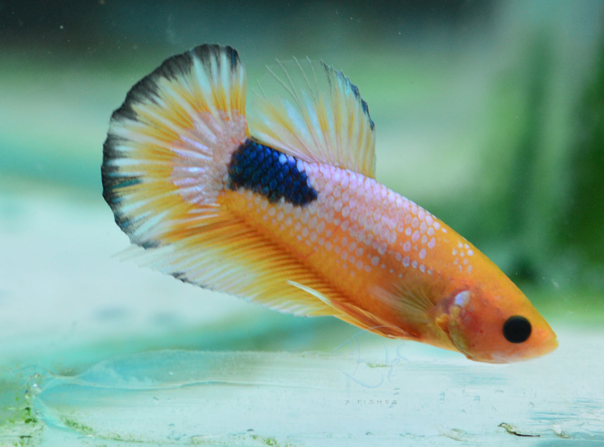 Yellow Fancy HMPK Male