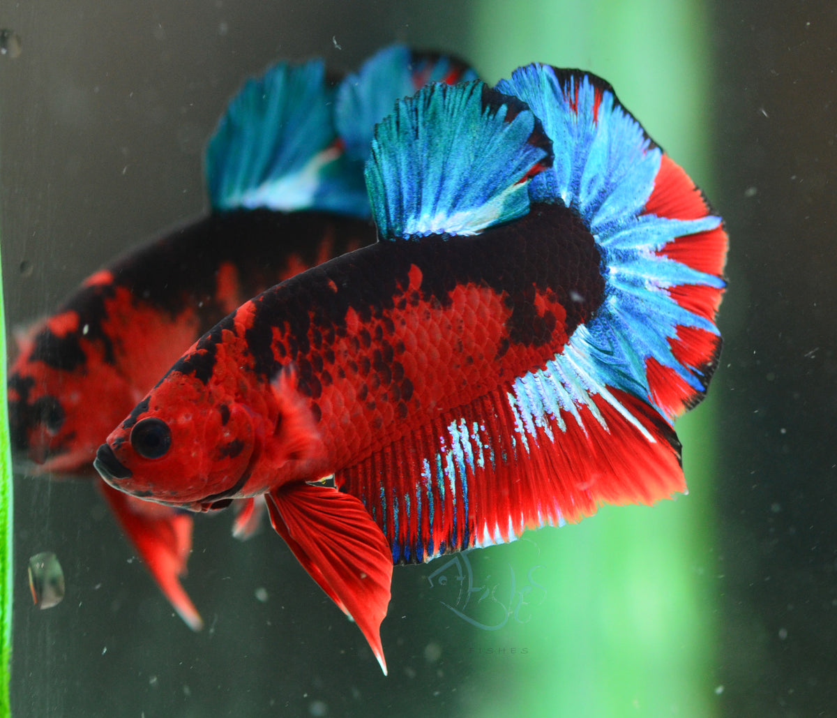 Black Base Hellboy HMPK Male