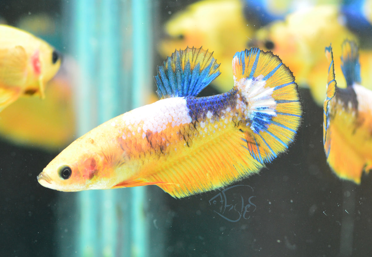 Yellow Fancy HMPK Male