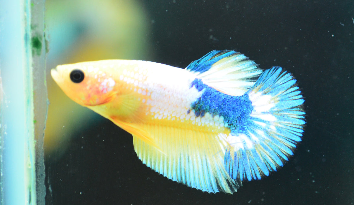 Yellow Fancy HMPK Male