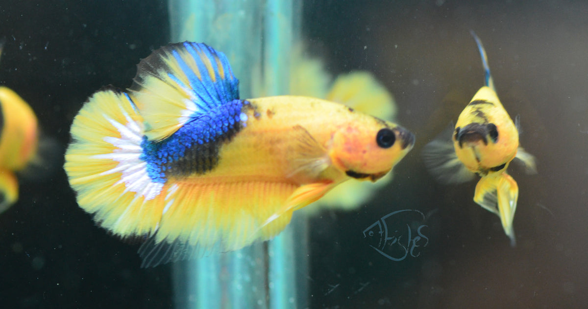 Yellow Fancy HMPK Male