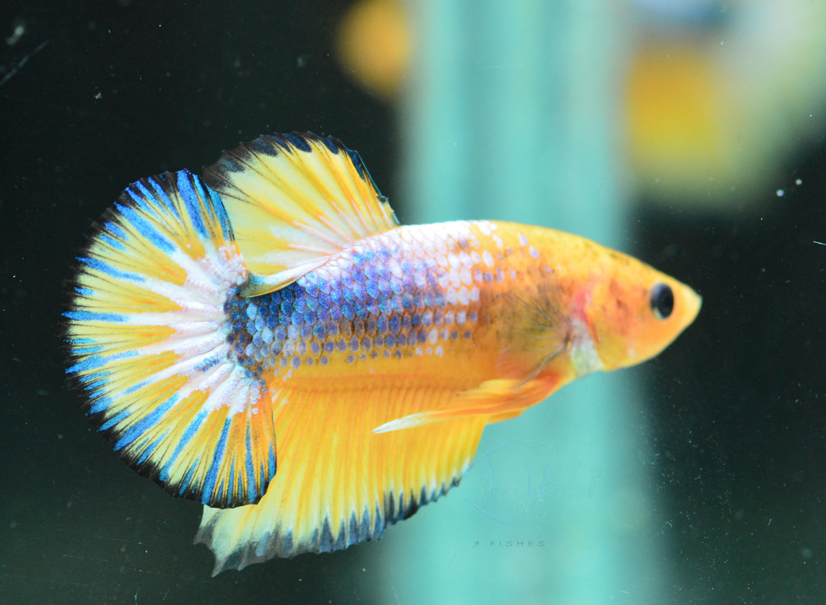 Yellow Fancy HMPK Male