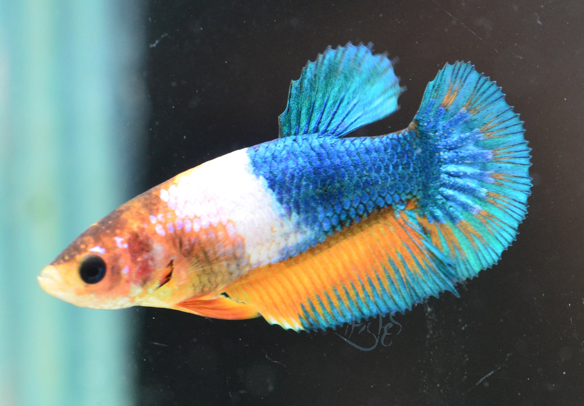 Yellow Fancy HMPK Female