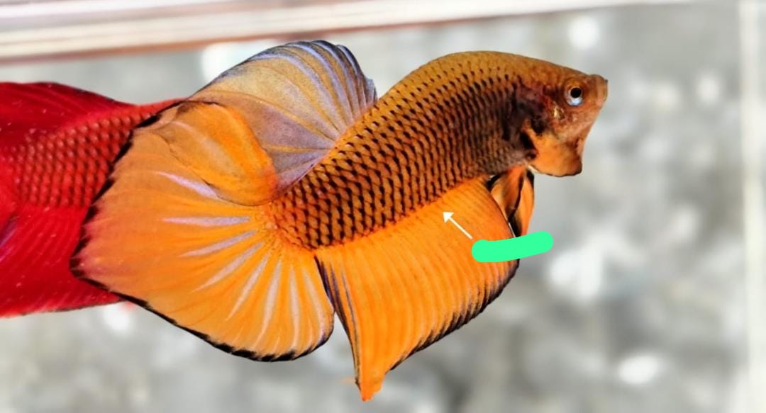 Yellow Splenden Pair