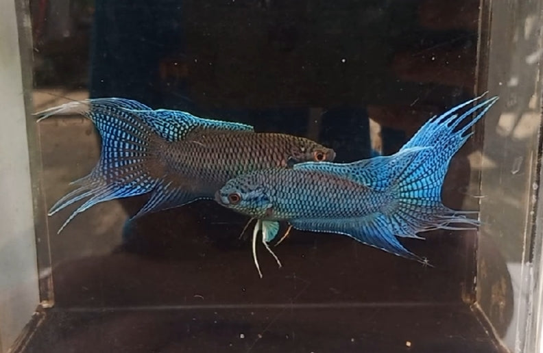Blue Scar Crowntail Paradise Fish