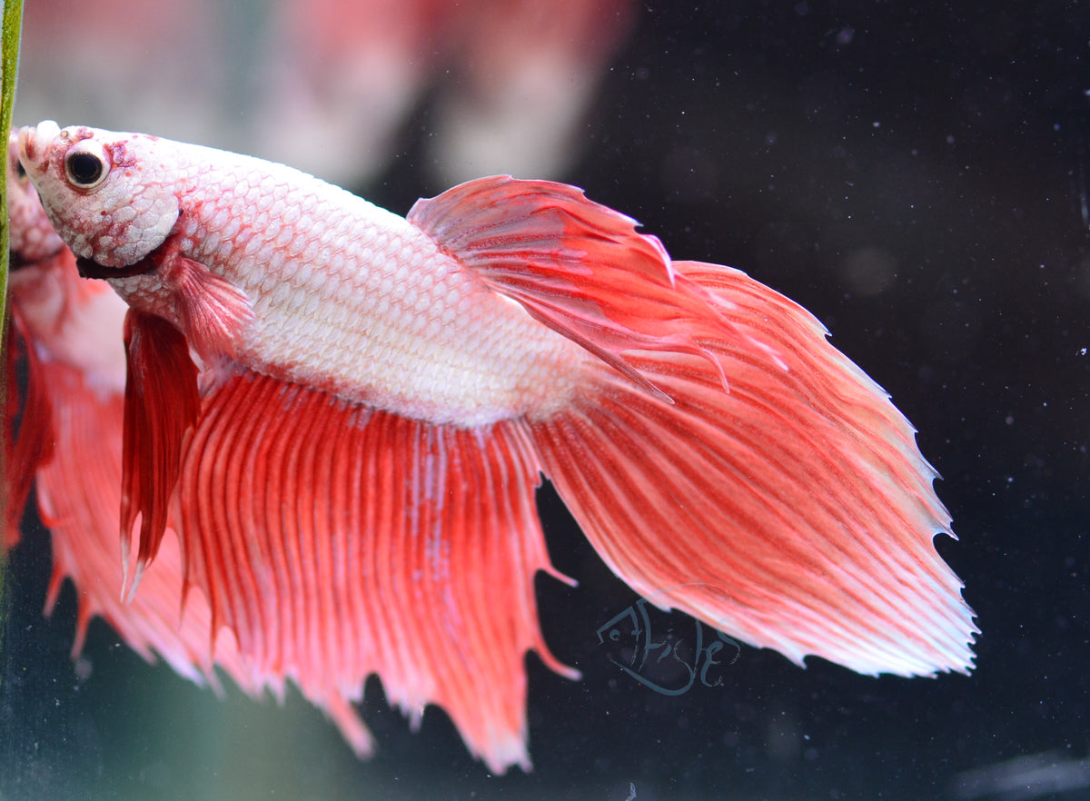 Metallic Orange Veiltail Male