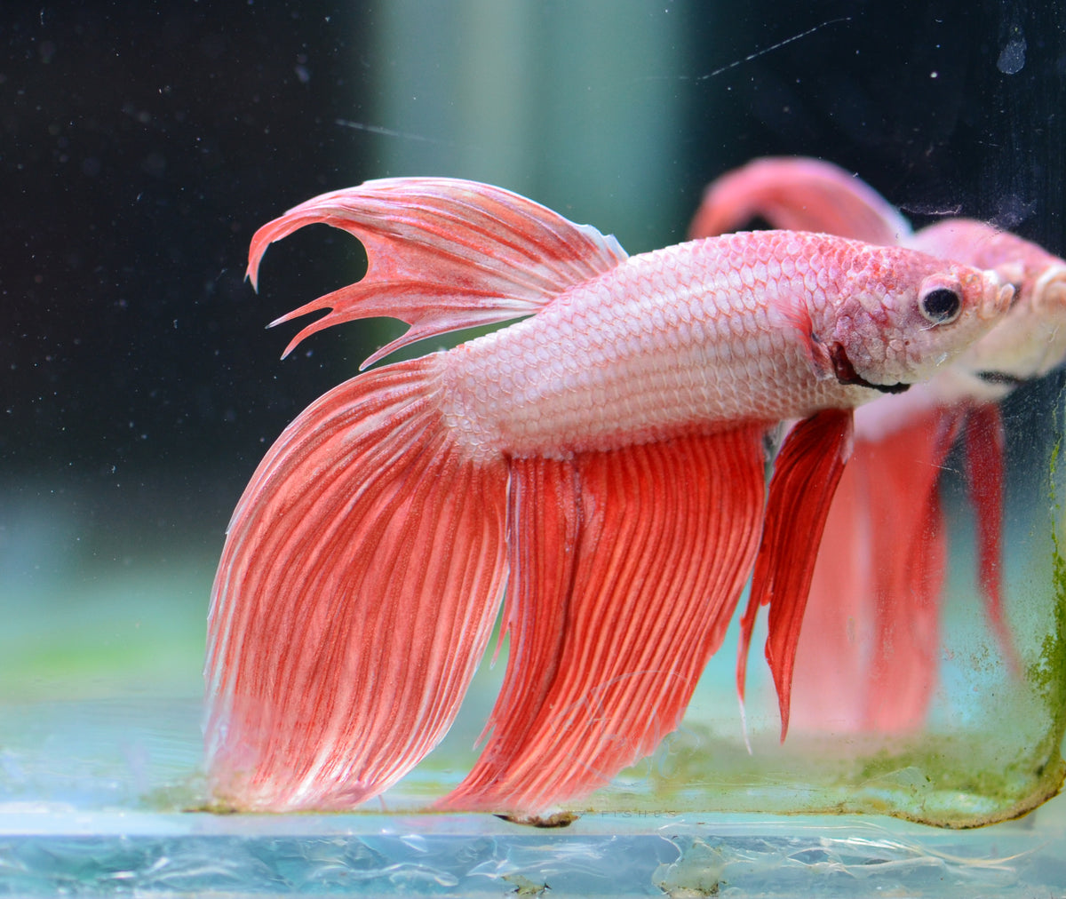 Metallic Orange Veiltail Male