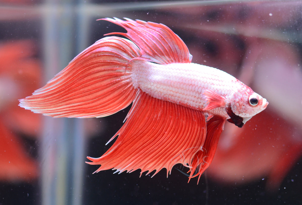 Metallic Orange Veiltail Male