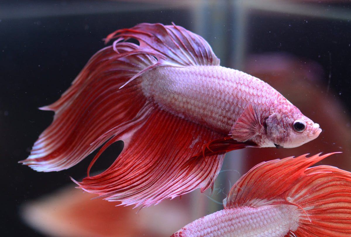 Metallic Orange Veiltail Male