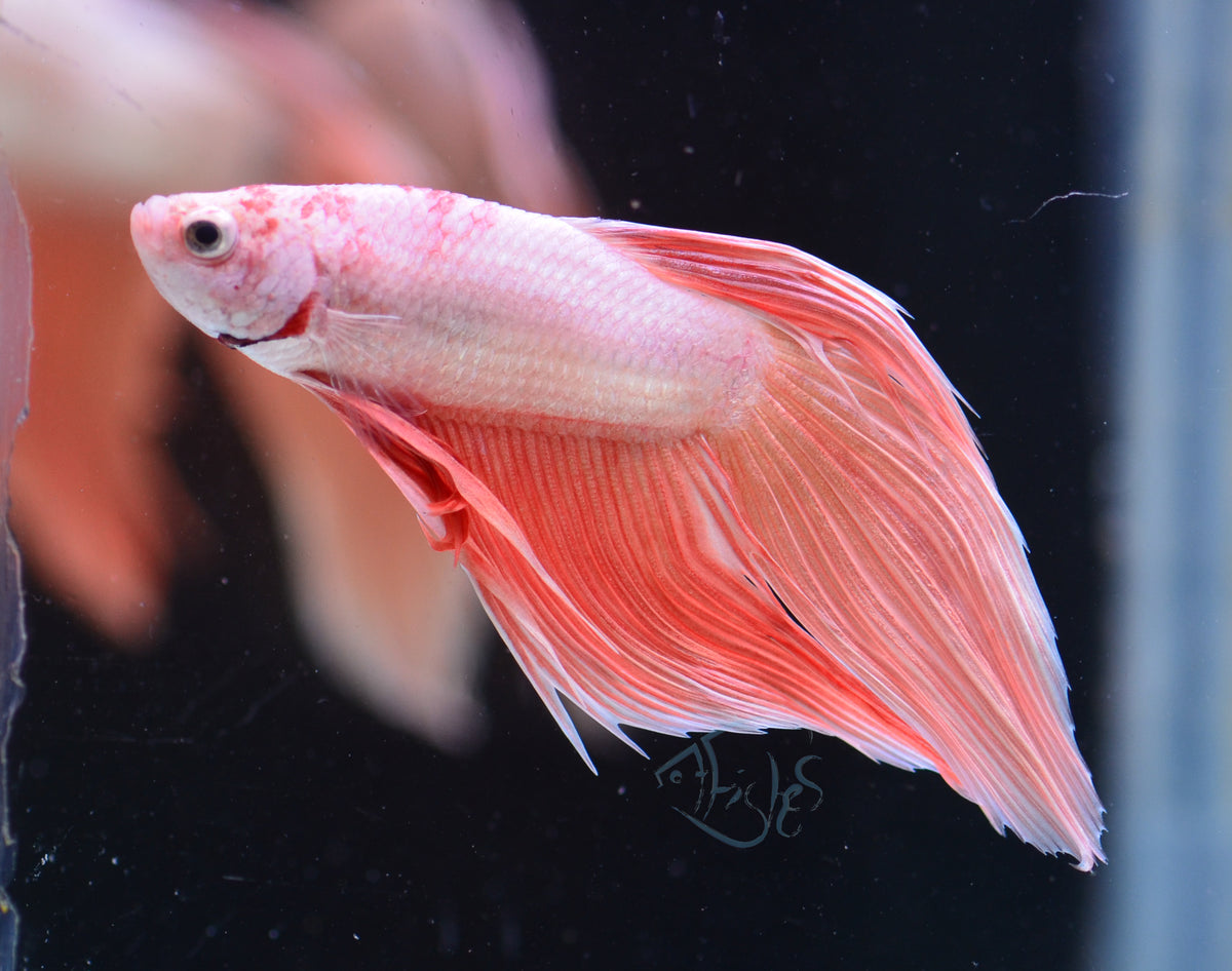 Metallic Orange Veiltail Male