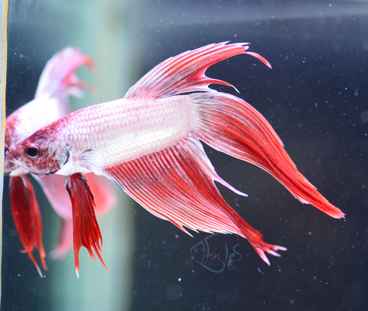 Metallic Orange Veiltail Male