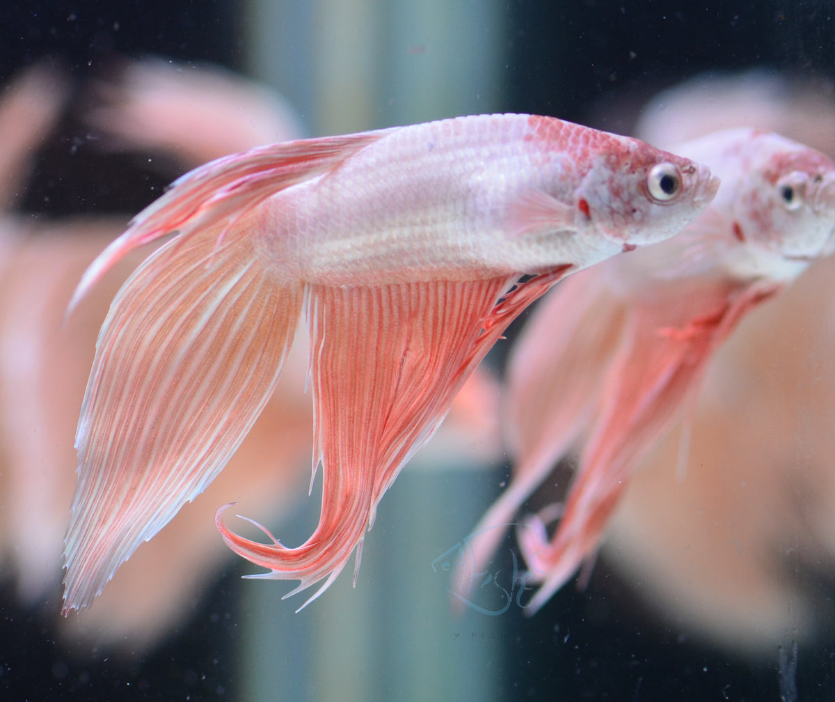 Metallic Orange Veiltail Male