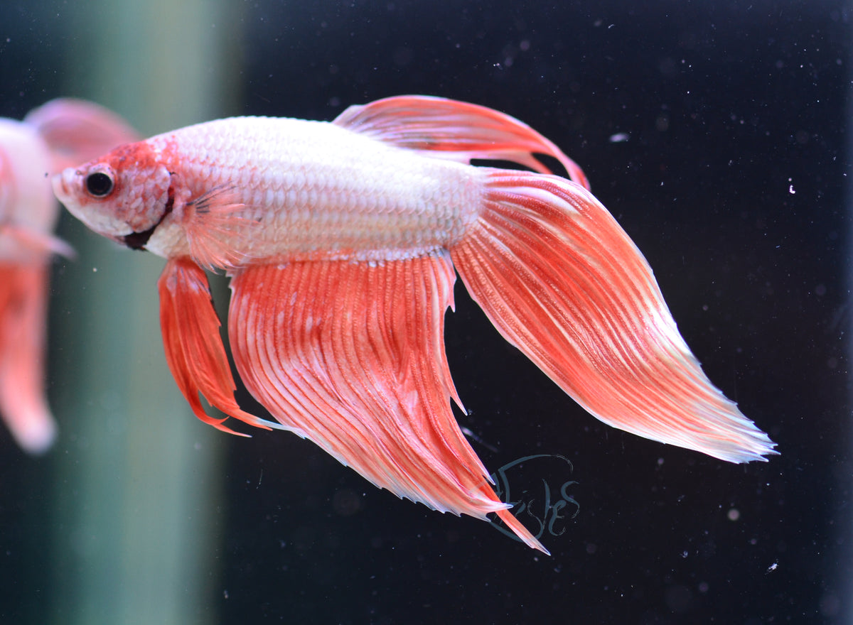 Metallic Red Veiltail Male