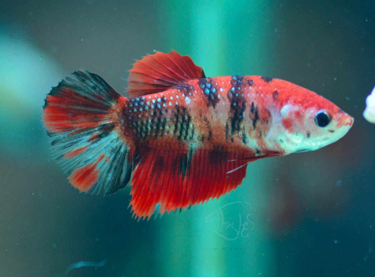 Red Koi Halfmoon Female