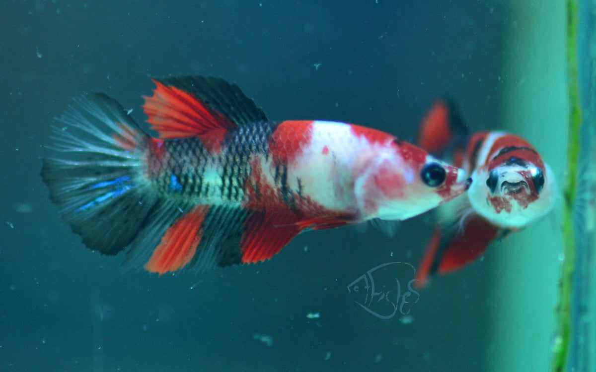 Red Koi Halfmoon Female