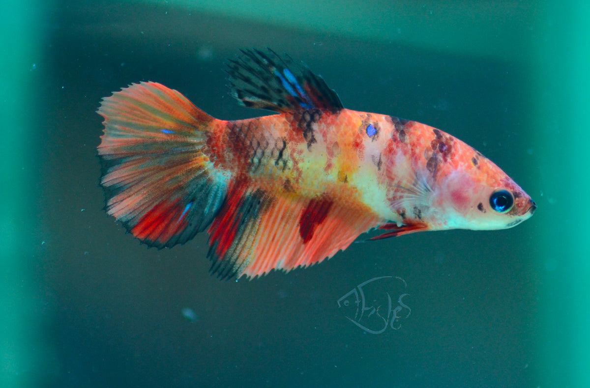 Nemo Halfmoon Female