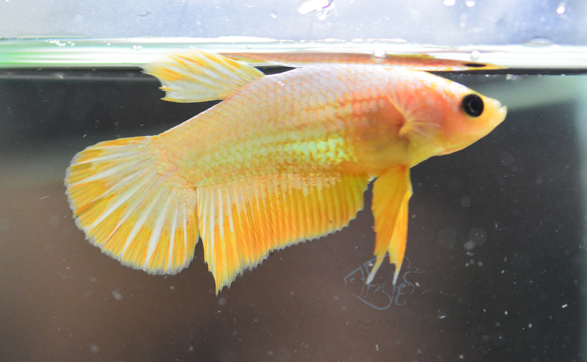 Fancy Copper Yellow HMPK Female