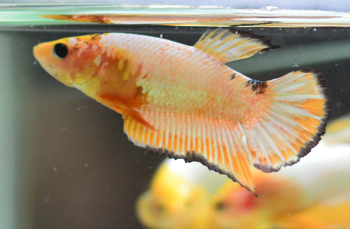 Fancy Copper Yellow HMPK Female