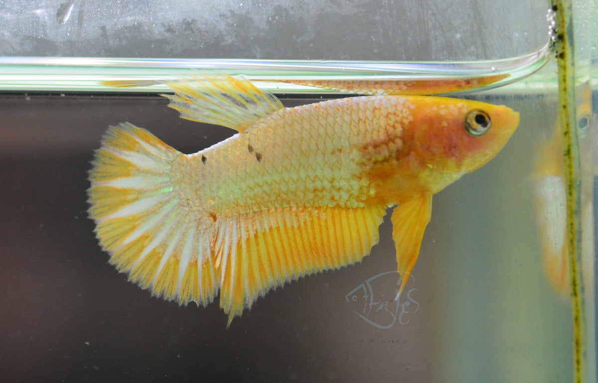 Fancy Copper Yellow HMPK Female