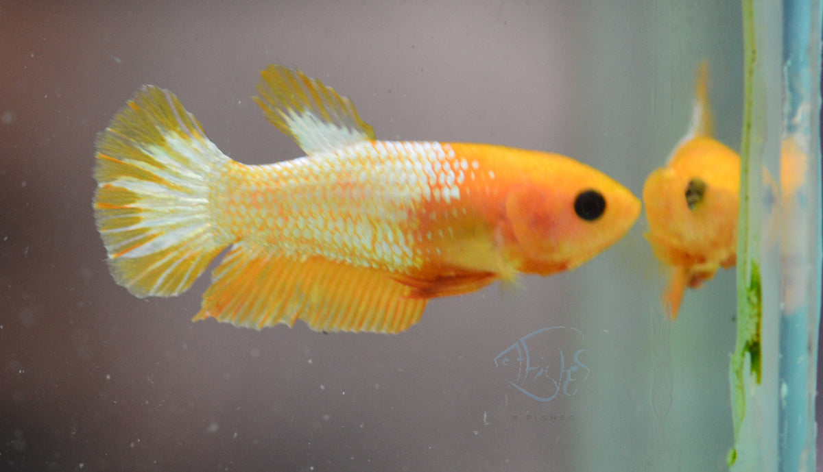 Fancy Copper Yellow HMPK Female