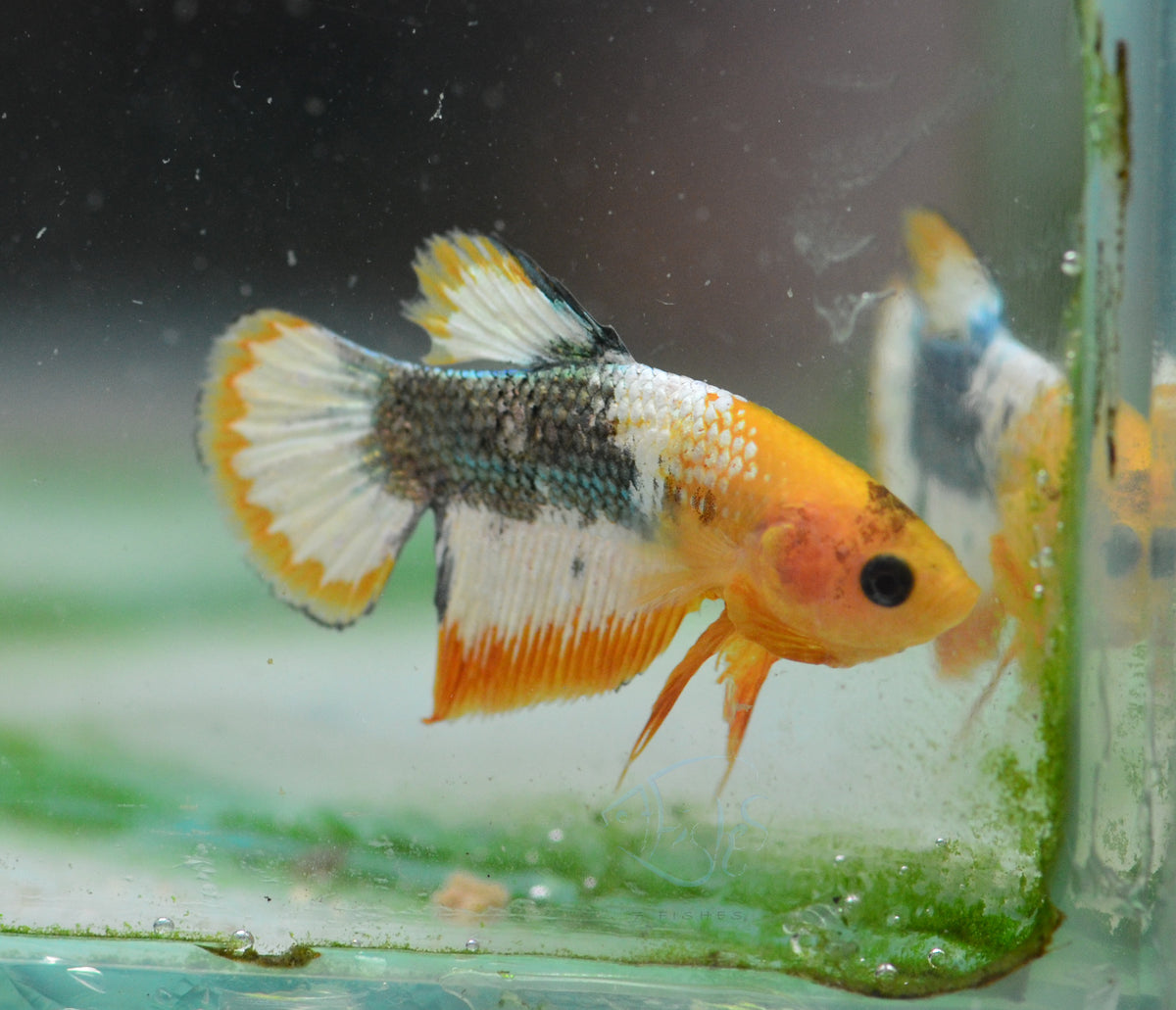 Fancy Copper Yellow Plakat Male