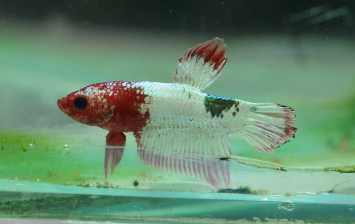 Fancy Copper Red Plakat Male