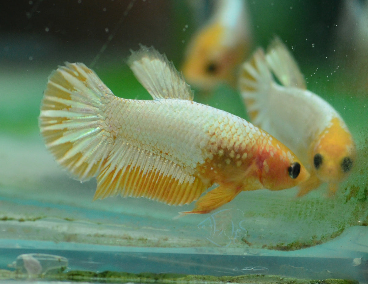 Fancy Copper Yellow HMPK Female