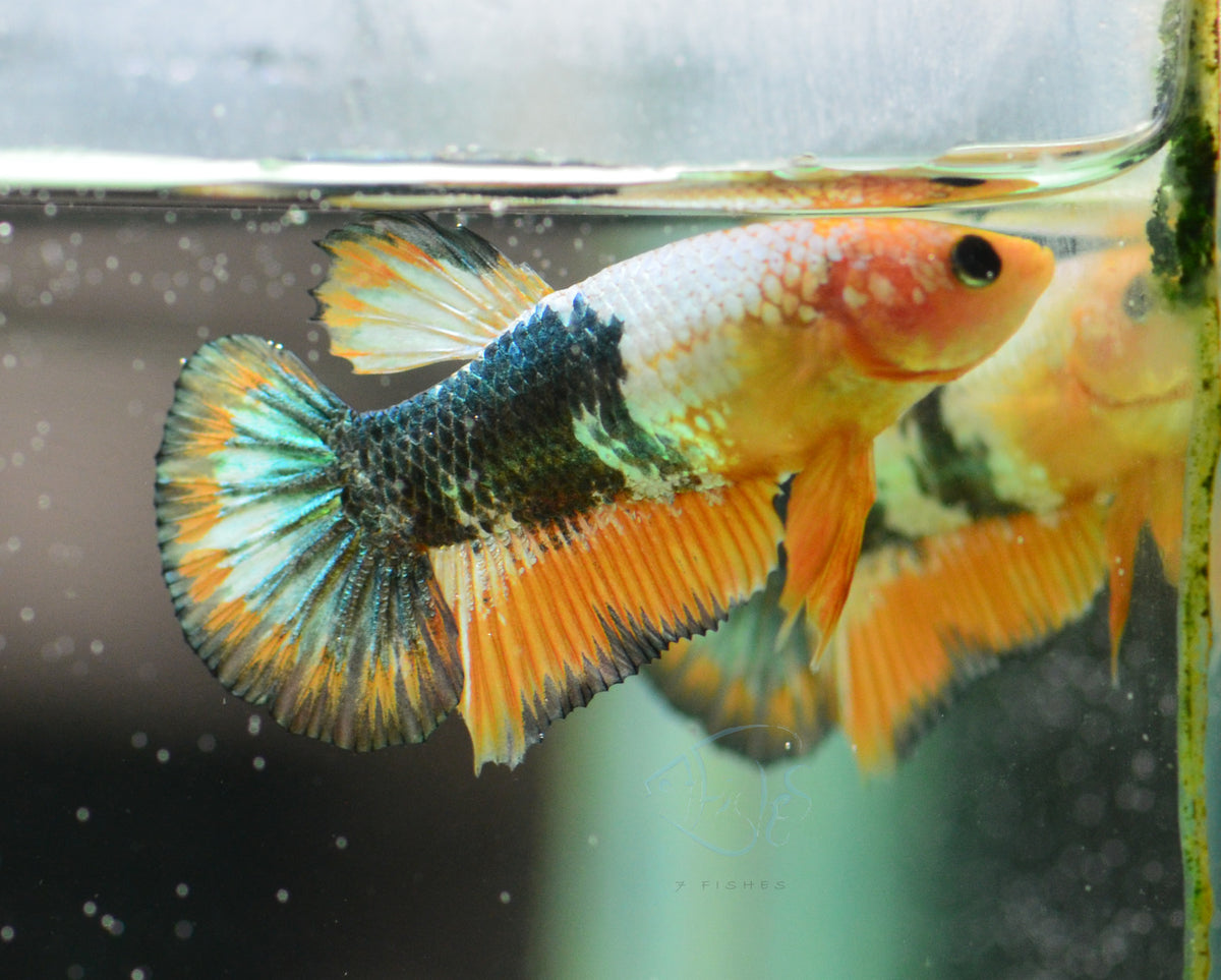 Fancy Copper Yellow HMPK Female