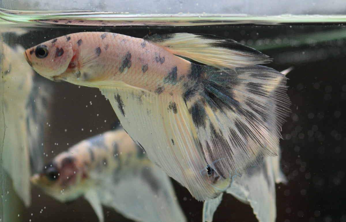 Assorted Blue Marble Delta-tail Male