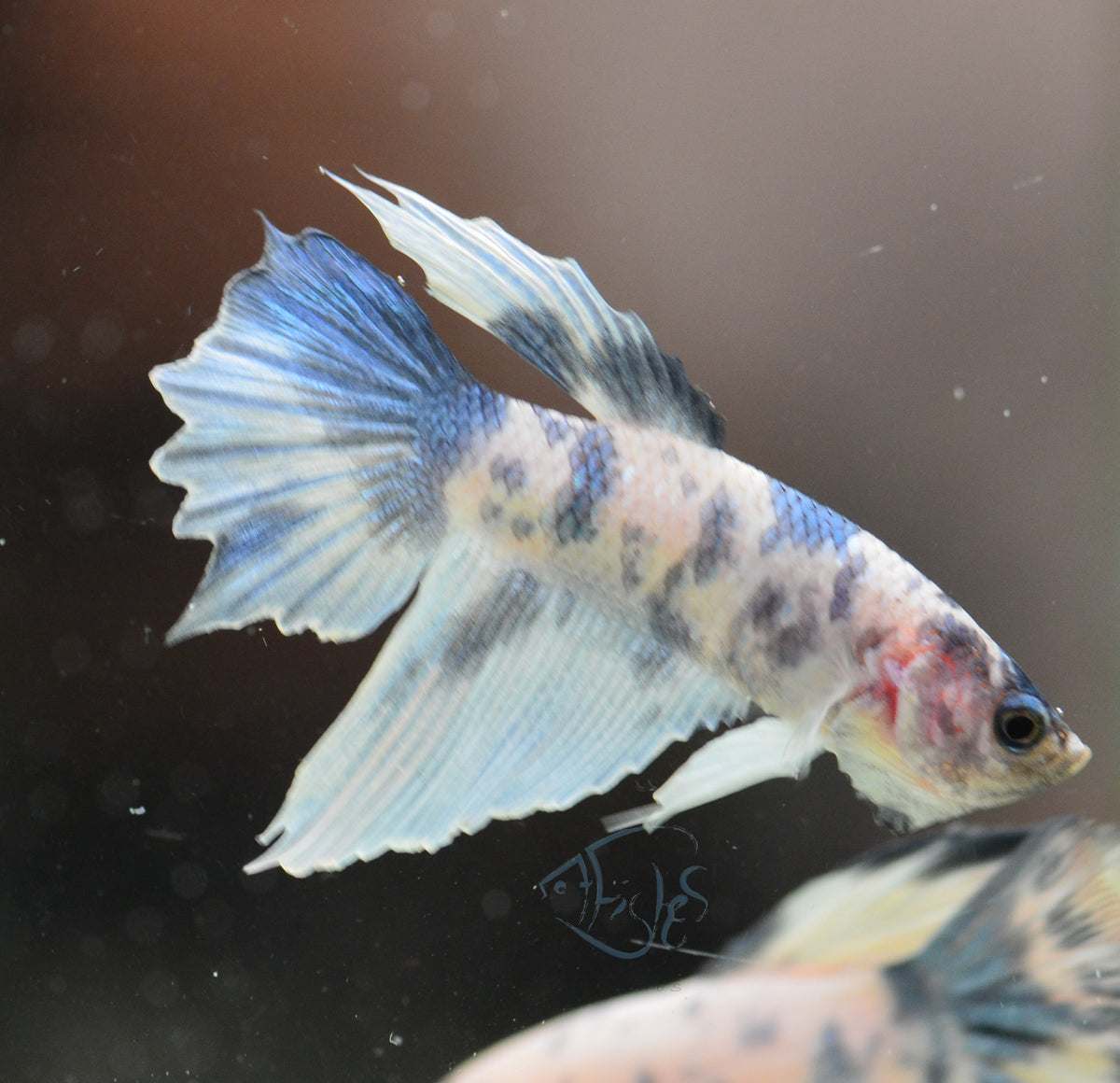 Assorted Blue Marble Delta-tail Male