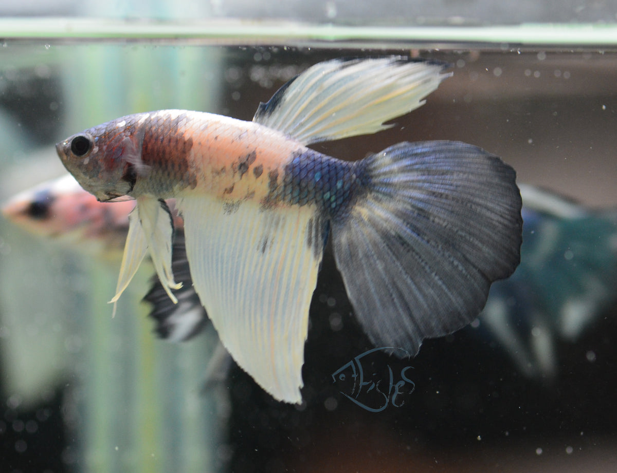 Assorted Blue Marble Delta-tail Male