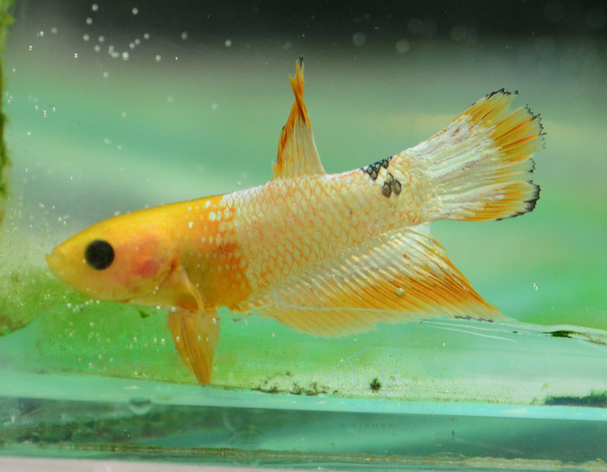 Fancy Copper Yellow Plakat Male