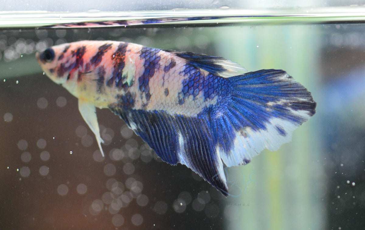 Blue Marble Delta-tail Female