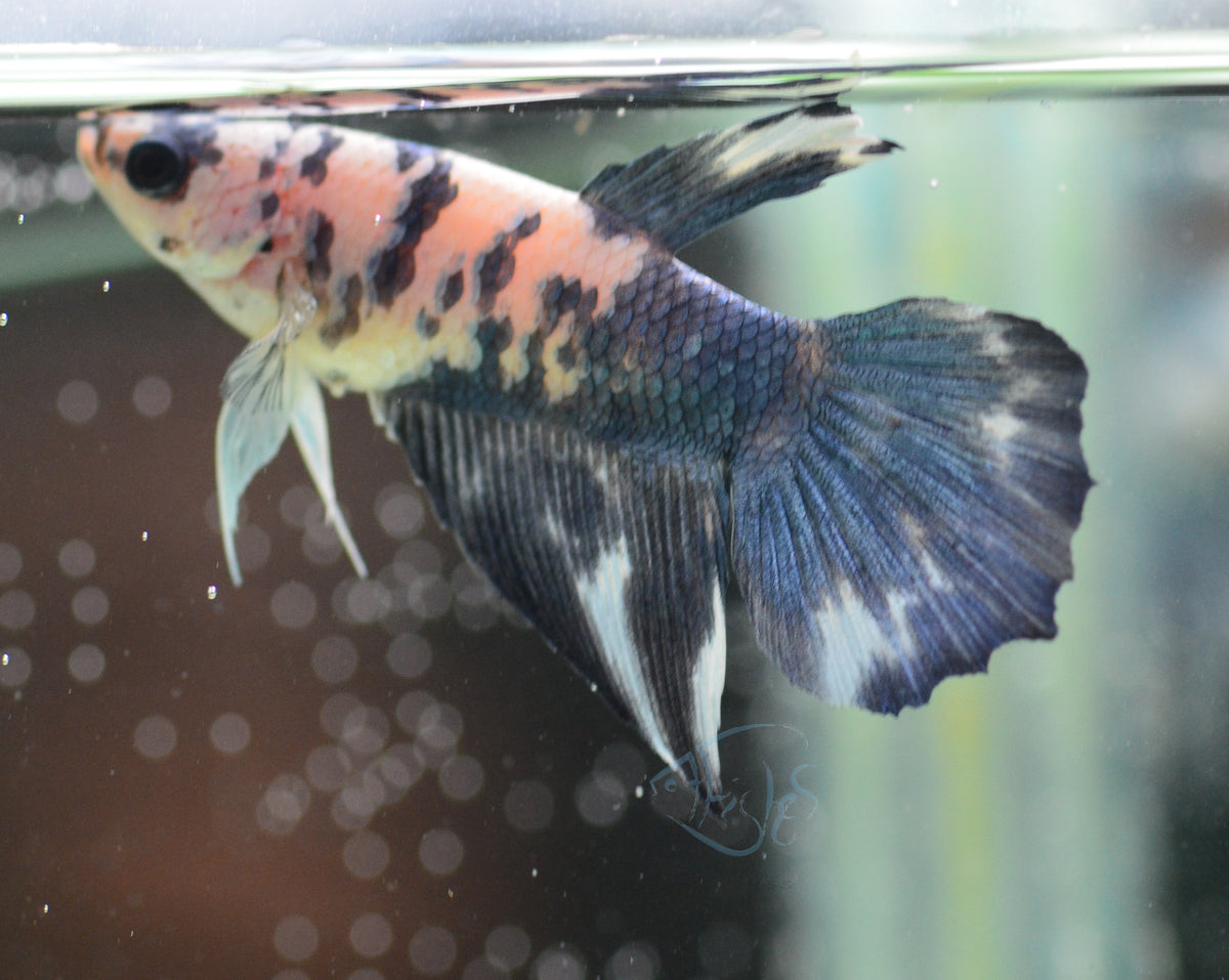 Blue Marble Delta-tail Female