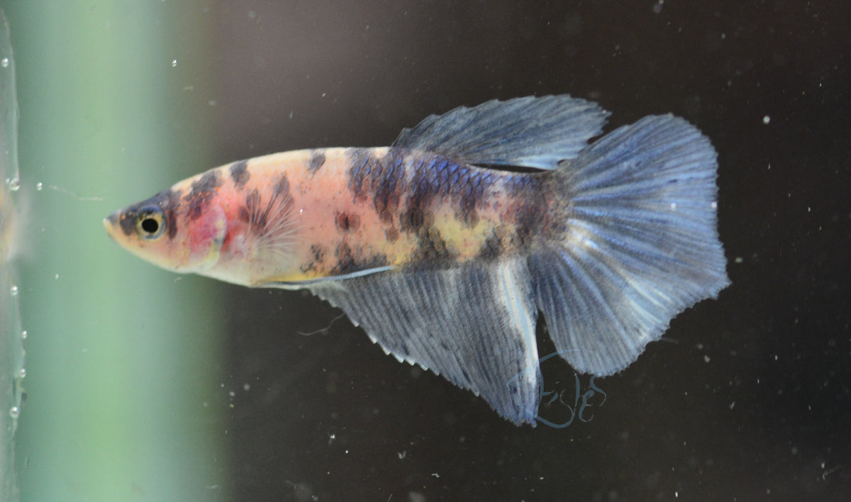 Blue Marble Delta-tail Female