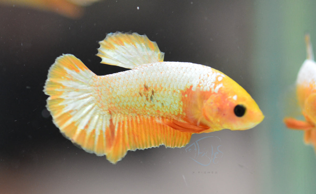 Fancy Copper Yellow Plakat Male