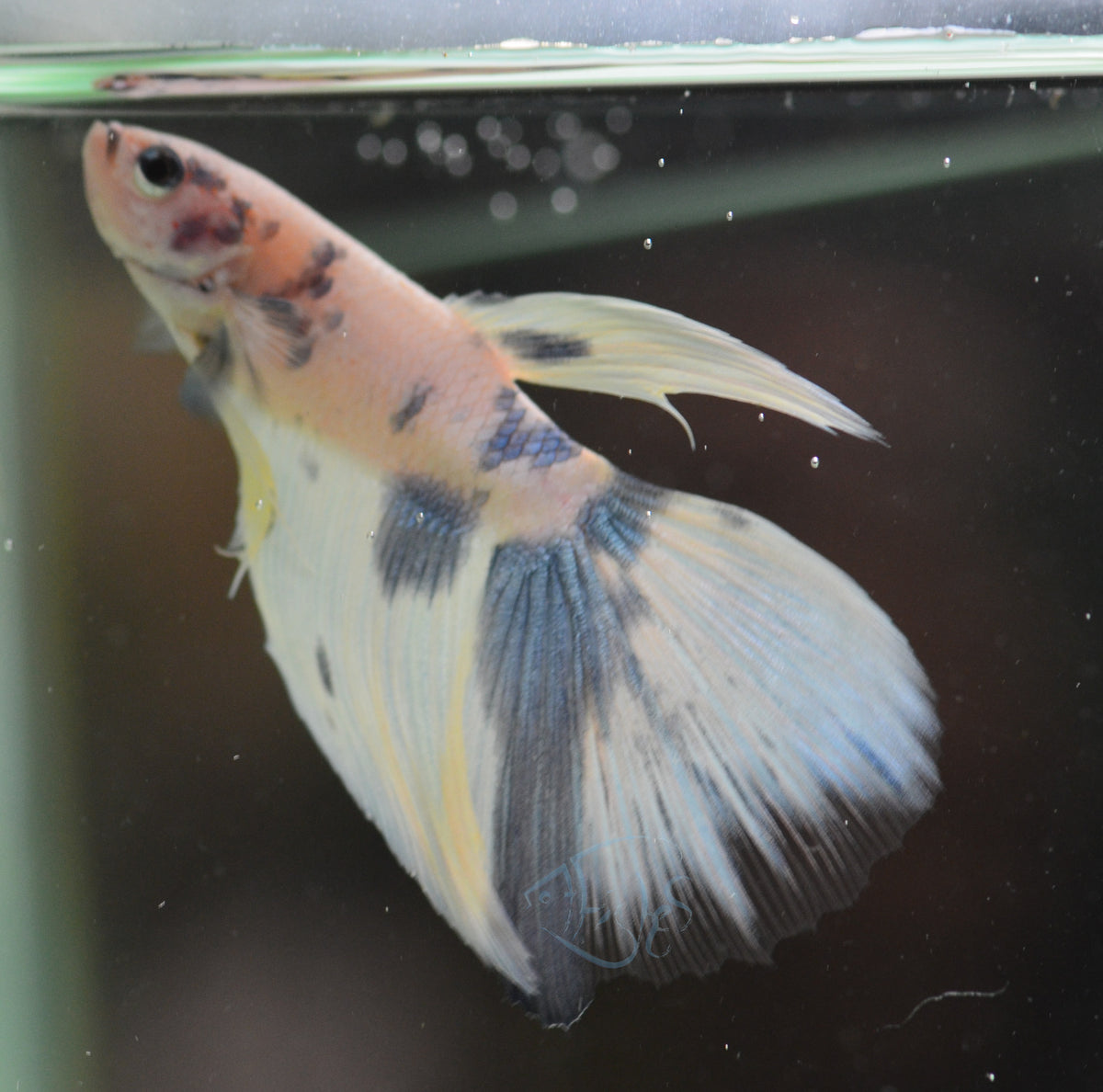 Assorted Blue Marble Delta-tail Male