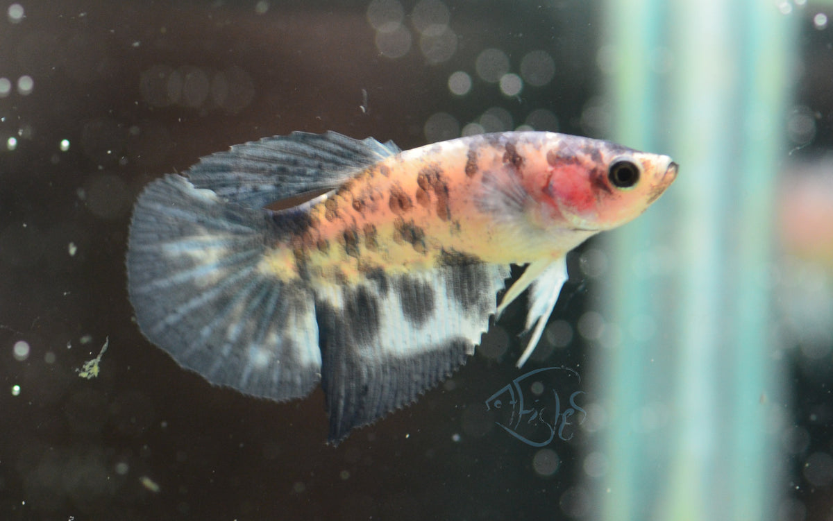 Blue Marble Delta-tail Female