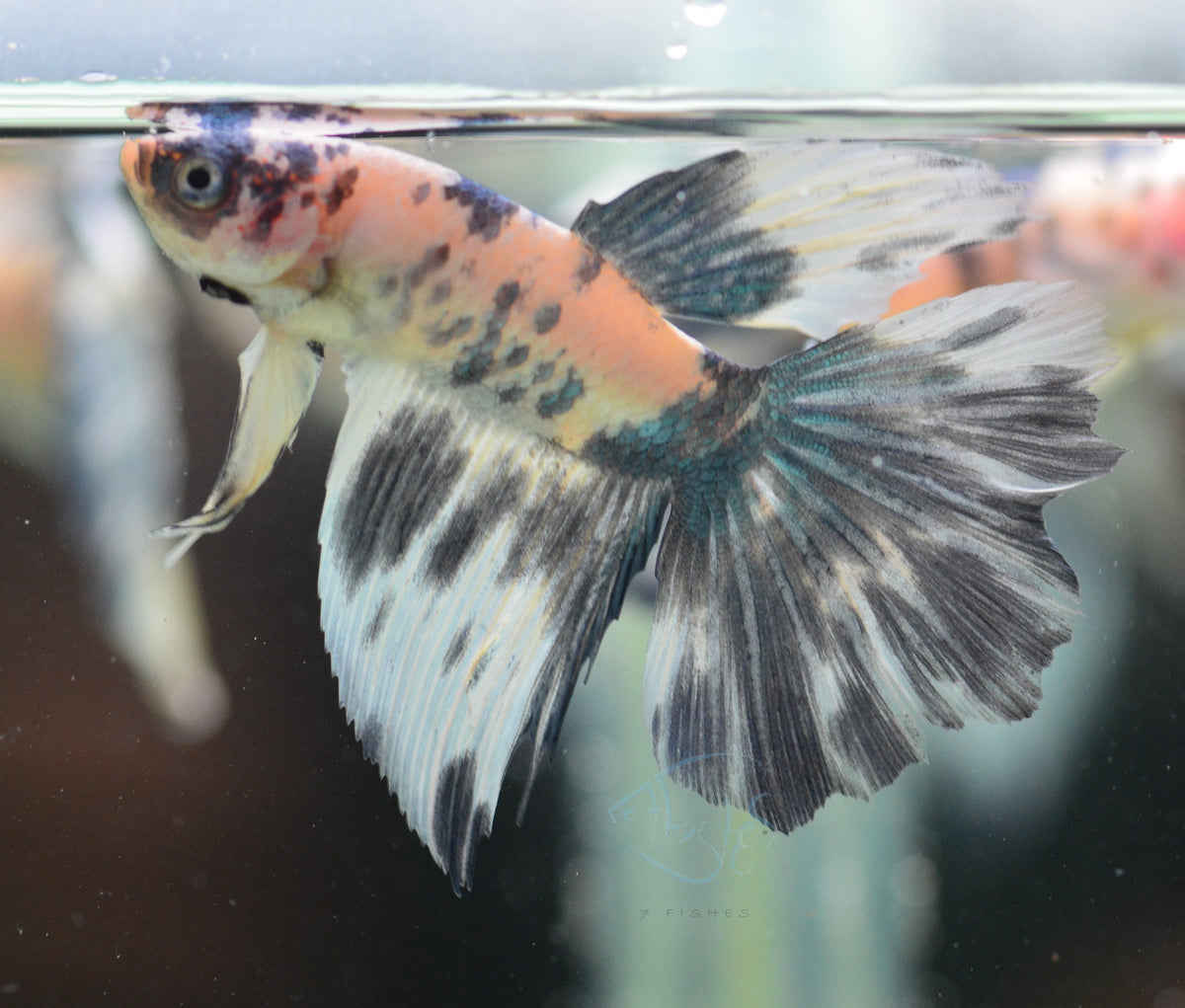 Assorted Blue Marble Delta-tail Male