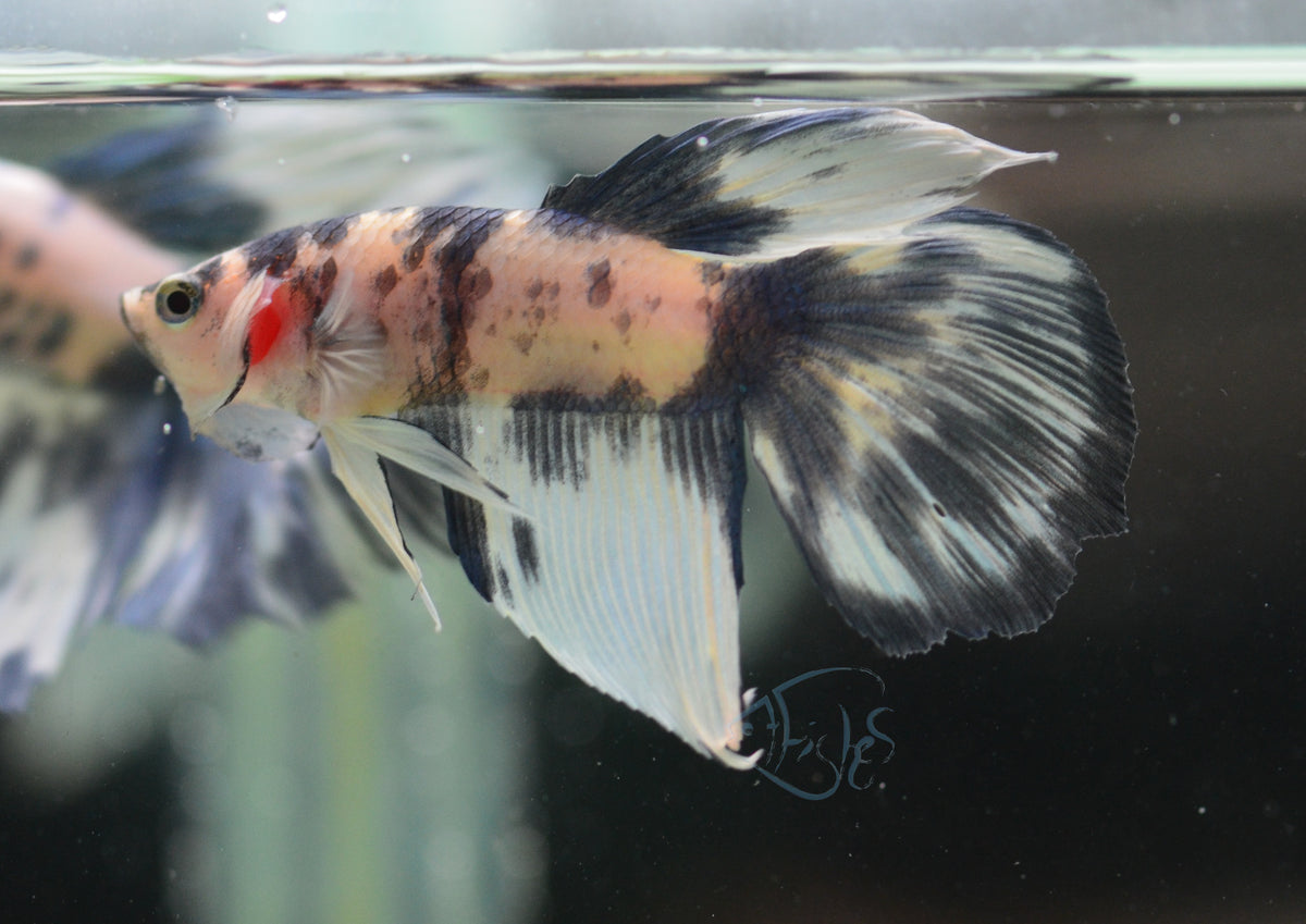 Assorted Blue Marble Delta-tail Male