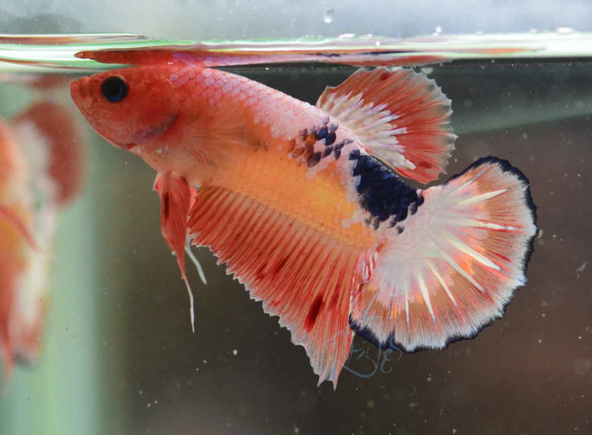 Fancy Copper Orange Plakat Male