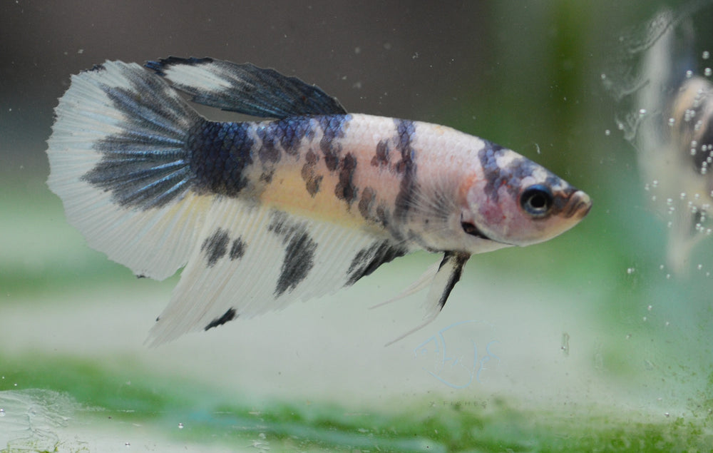 Blue Marble Delta-tail Female