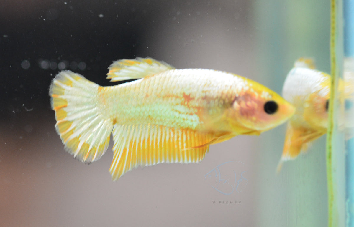 Fancy Copper Yellow HMPK Female