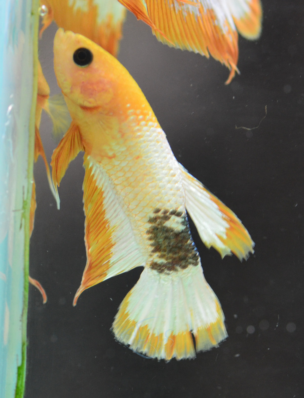 Fancy Copper Yellow Plakat Male