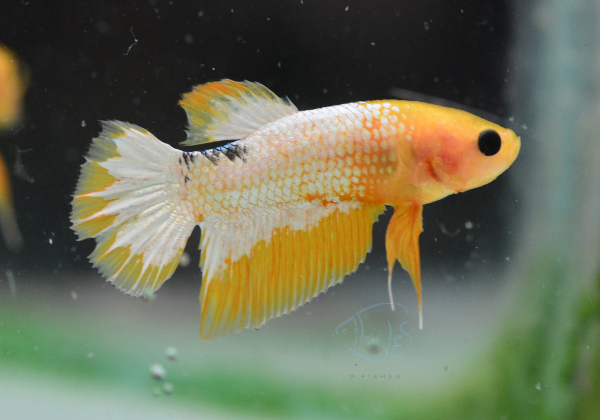 Fancy Copper Yellow Plakat Male