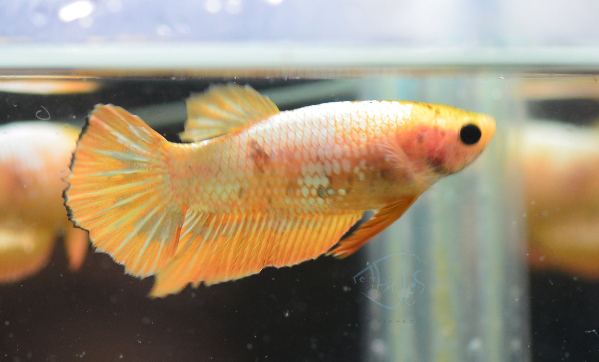 Fancy Copper Yellow HMPK Female