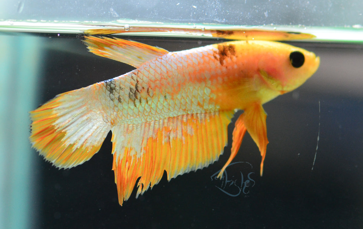 Fancy Copper Yellow Plakat Male