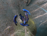 Load image into Gallery viewer, Blue Alien Hybrid
